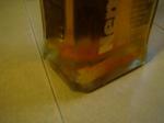 DSC02595.JPG