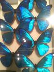 Morpho.jpg